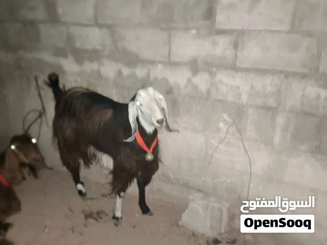 عنز من كل جال حبه