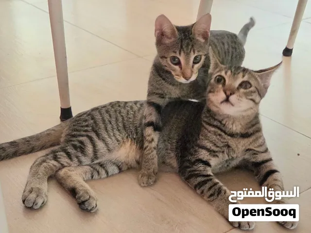 Street rescued cats for adoption