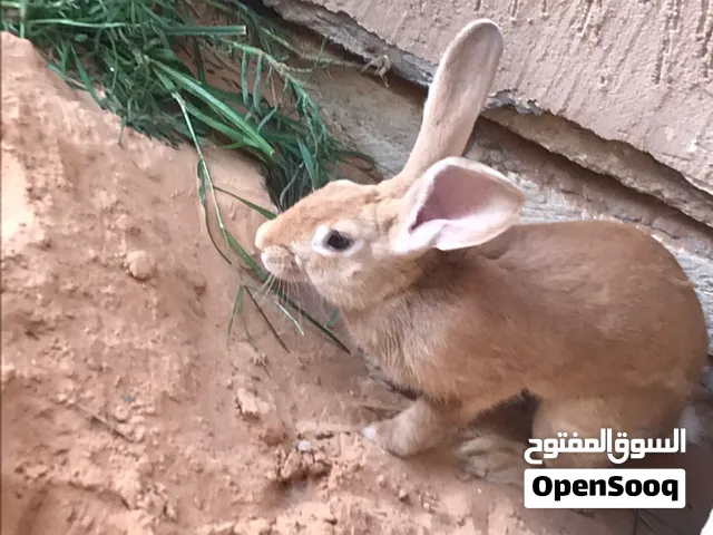 ارانب المانيات