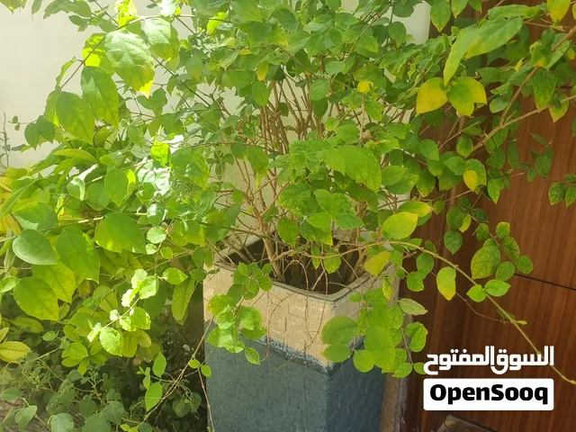 مشتل يطرح الاناقه من الانباتات و الزينه للاستفسار عن اي نبته اسأل في الخاص ونشالله فالك طيب