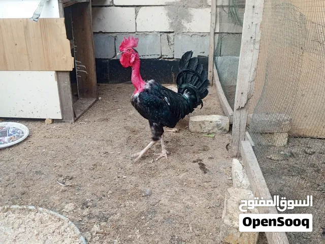 دجاج ابو ركيبة للبيع