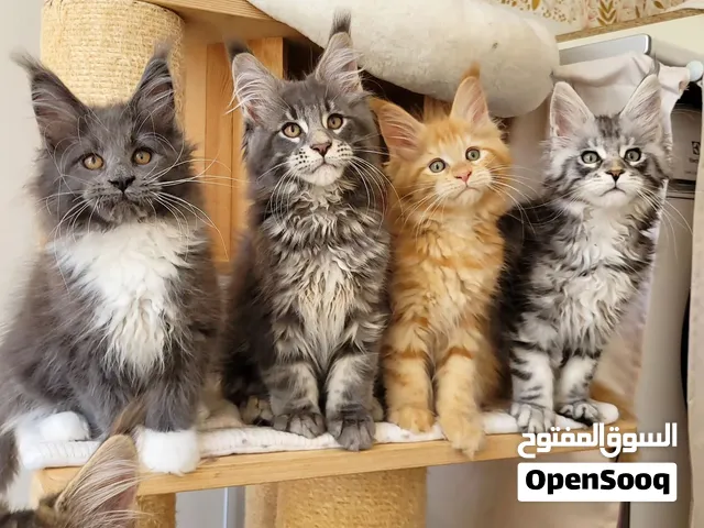 Maine Coon Kittens