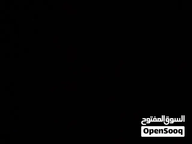 مطلوب خيل زمط يكون هادي و مخصي
