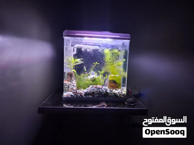 حوض ربيان معا نباتات
