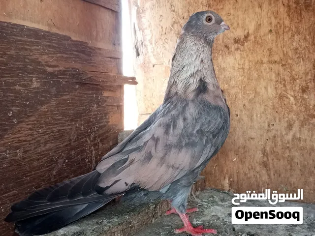 قصوص جمعيات وغزرات شغالين