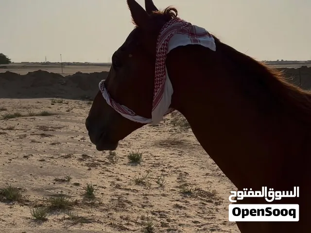 حصان انقليزي