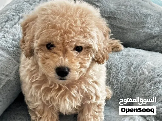 Toy poodle