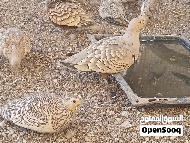 طيور بريه لاصحاب المحميات