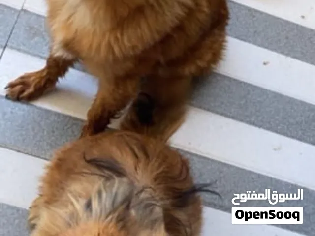 كلاب شيتزو  بومرينيان
