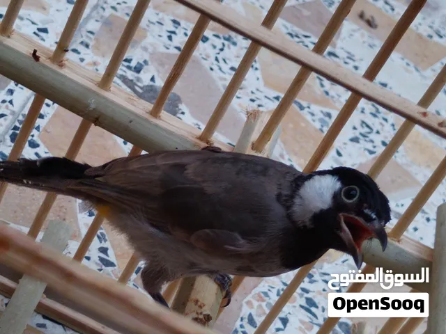 بلبل مغرد للبيع مع القفص و الله يديمك يا رخص