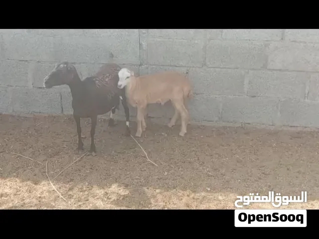 خروف مع طلي للبيع