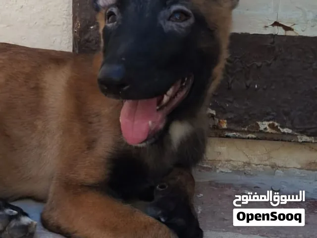 ذكر للبيع درجه ممتازه