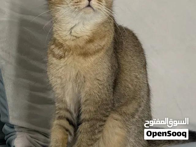 سكوتش فولد للبيع ب 20 ريال فقط