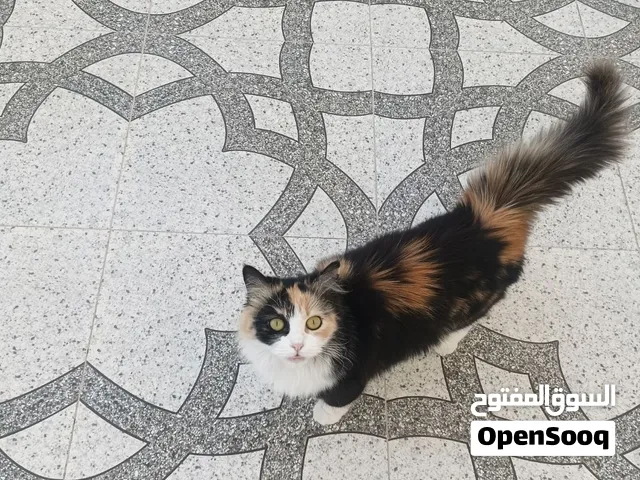 قطة شيرازية بلون مميز