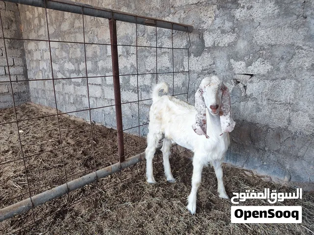 تيس باكستاني ب 110