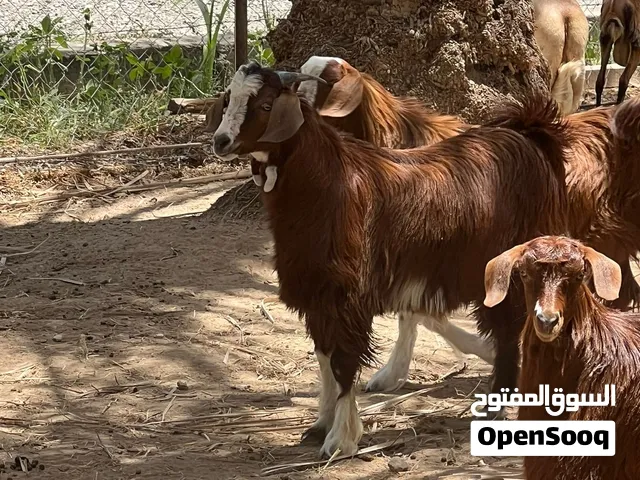 صخل ممتاز سمين