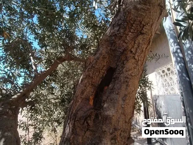 السلام عليكم اي شخص عنده شجر تين مسوس مابوده اياه أو اي نوع من شجر جاهزين لازاله وللقص بناخد شجر بدل