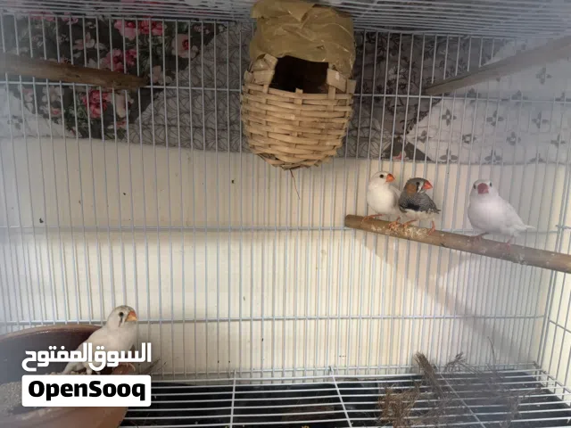 Finches birds