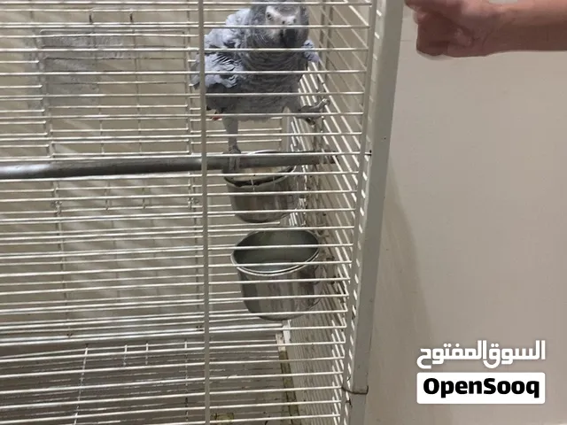للبيع عمرو سنه و5 شهور يتكلم في جده