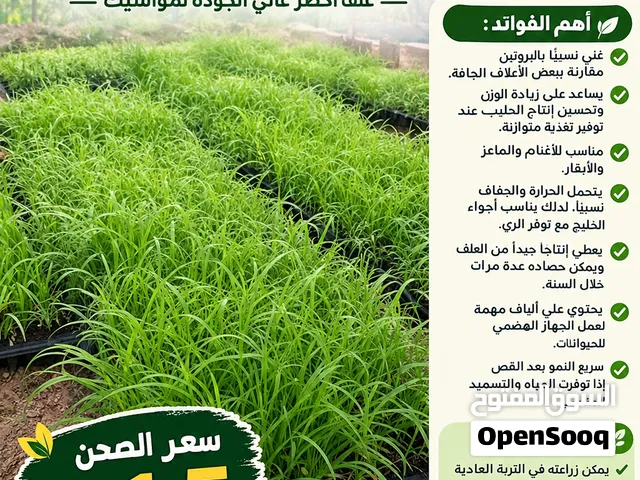 شتلات حشيش البونيكام
