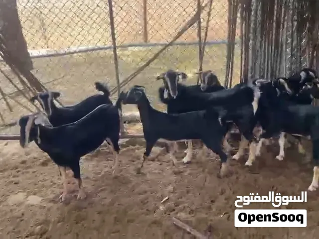 للبيع حلال حو