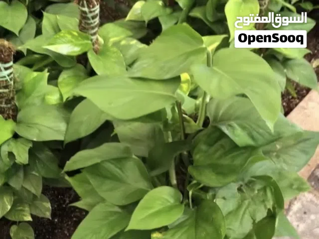 نباتات ظل داخليه لبلاب متدلي
