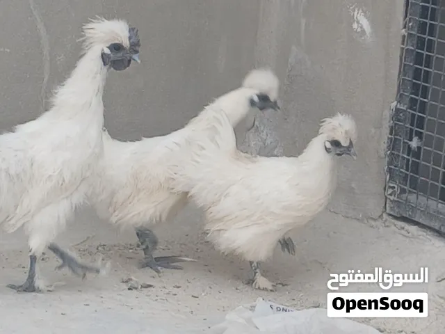 بسم الله ما شاء الله تبارك الرحمن