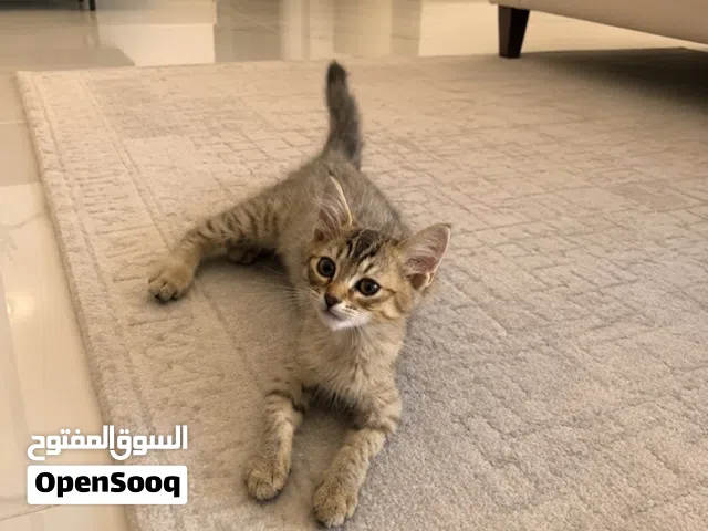 قطط للتبني العمر شهرين