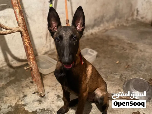انثي مالينو