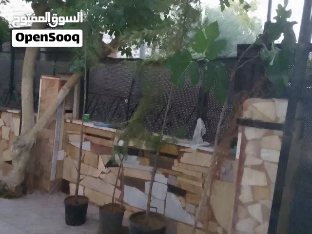 شجر صنوبرمع القوار عمر حوالي 8 سنوات  للبيع بسعر مغري