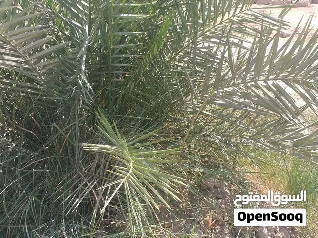 يوجد فسائل  حره  نوع  ساير  درجه اوله  وخضراوي  نوعيه منتازه  برحي نوعيه جيده