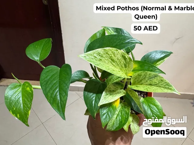 Mixed Pothos (Normal & Marble Queen) نبات بوثوس - ميكس انواع مختلفة في اصيص واحد