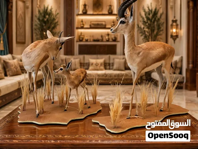 للبيع غزلان محنطه