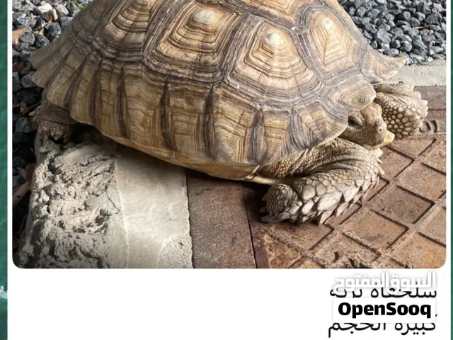 سلحفاء بريه