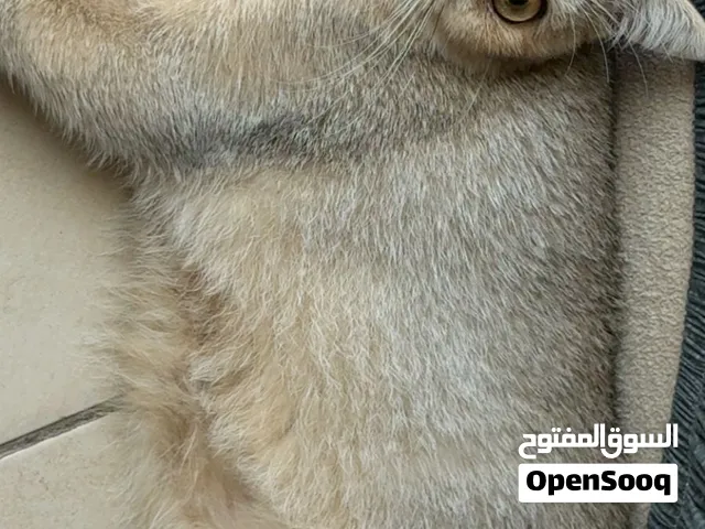 سكوتش ستريت