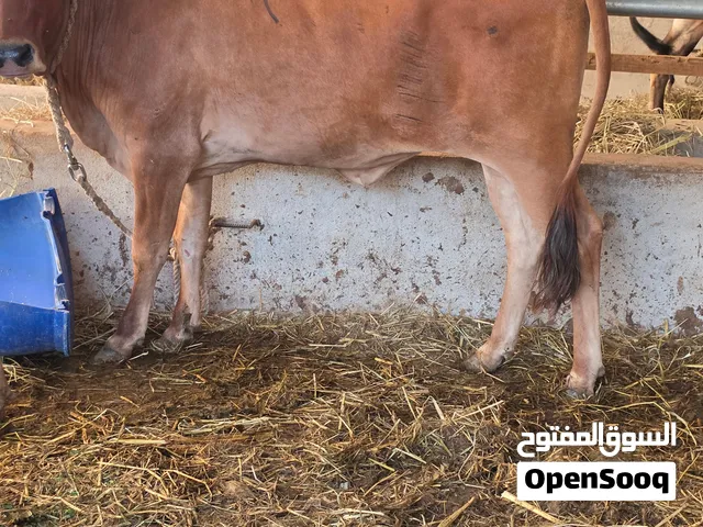 عجلات محليات وثور اثيوبي للبيع مطعوم تمر وخبز وطعام اخضر وبرايد