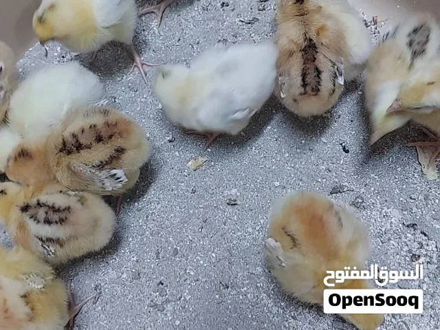 للبيع فروخ جرسي باف حجم جامبو توب
