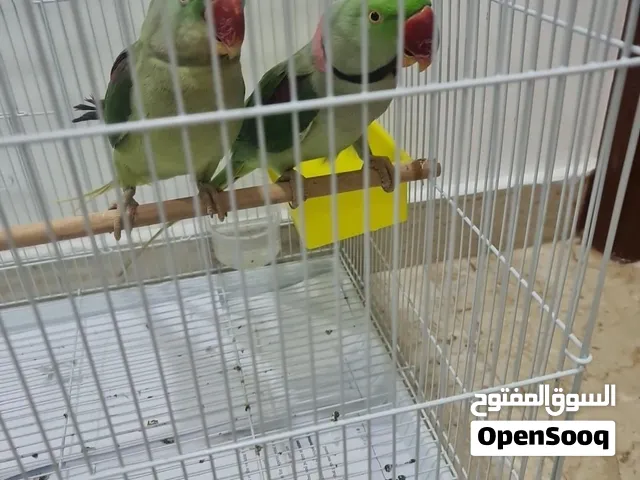 زوج ببغاء نيبالي