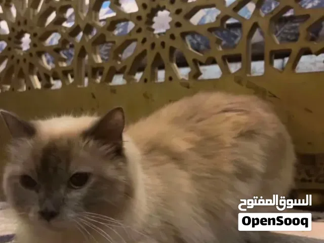 قطوة الشيرازي العمر 13 شهر