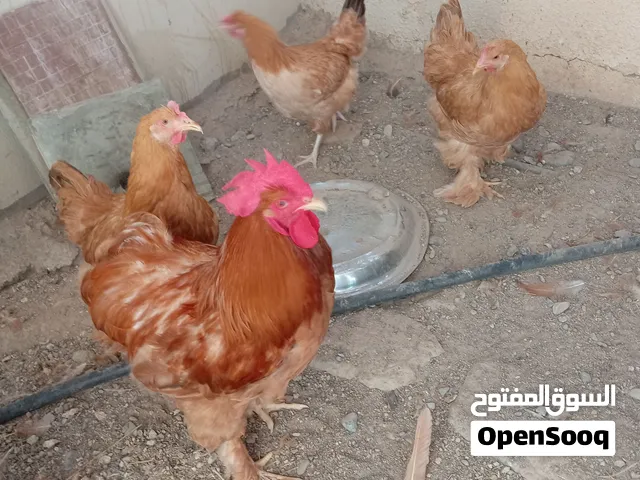 البيع دجاج كوشن العملاق