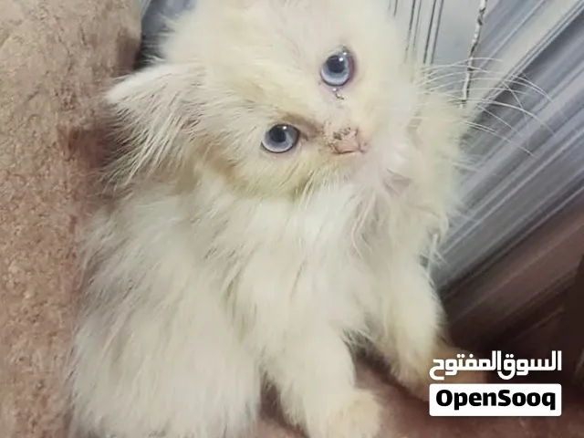سلام عليكم عندي قطط النوع شيرازي للتبني و ليس للبيع اعمارهن يتراوح بين 1الى 3 اشهر
