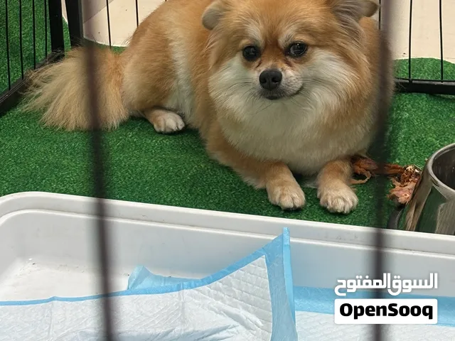 بومرينيان انثى شقراء