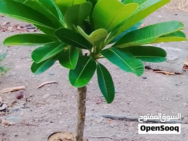 شتلات متنوعة