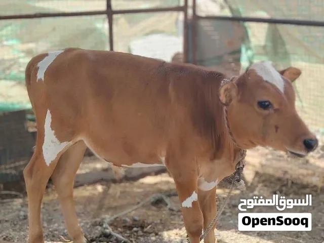 عجل تهجين ماشاءالله