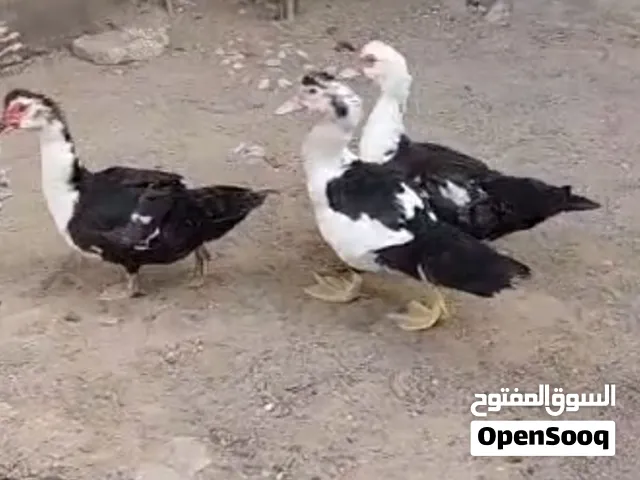 بط للبيع ثلاث