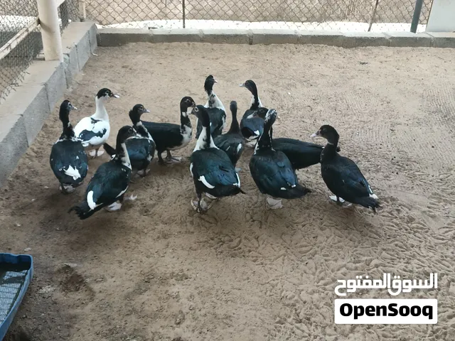 بط مصري ذكور واناث