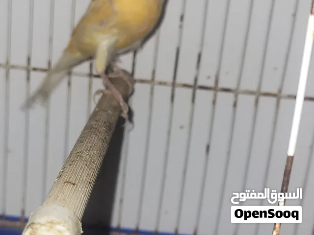 كناااااااااااااااااااري