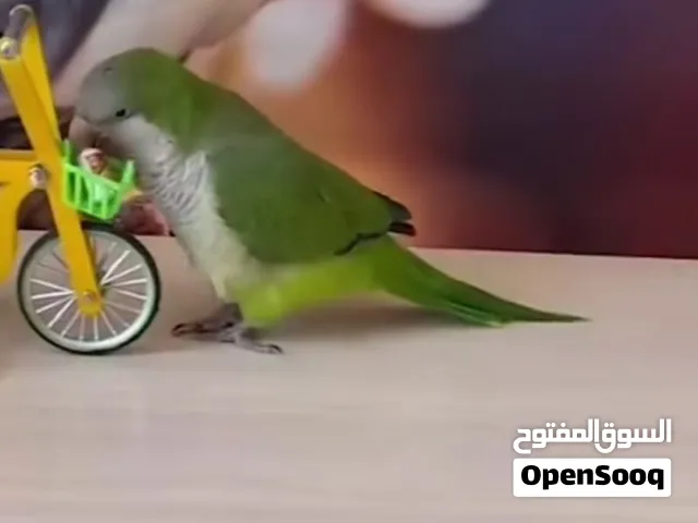 كويكر متكلم طيران حر ركص فول ونسه كلش حلو لمراوس