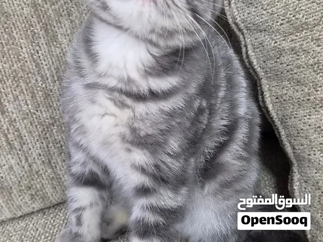 بيع قطط سكوتش فولد و  سكوتش استريت  باسعار مختلفه