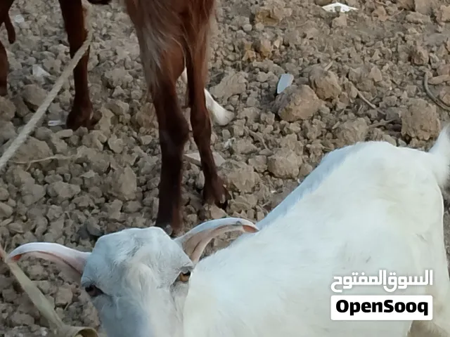 صخلة للبيع